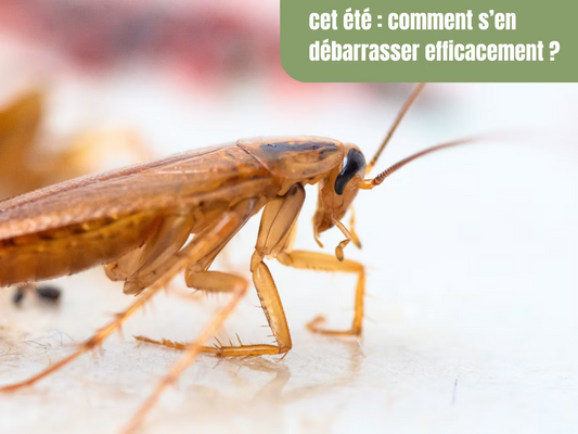 Recrudescence de cafards cet été : comment s’en débarrasser efficacement ?