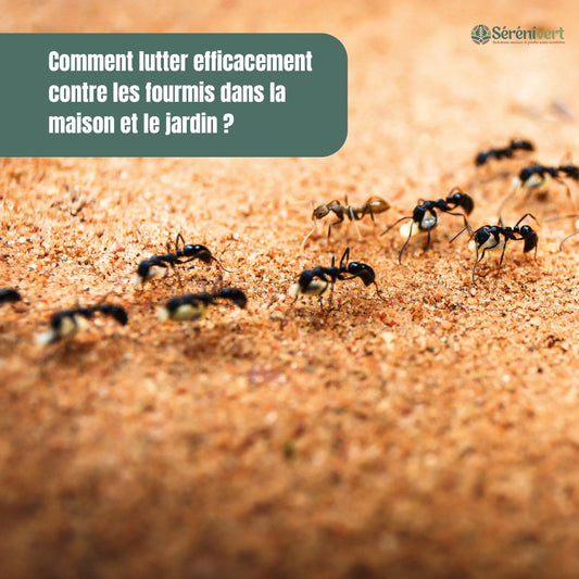 Comment lutter efficacement contre les fourmis dans la maison et le jardin ?
