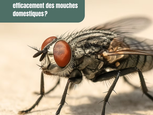 Comment se débarrasser efficacement des mouches domestiques ?