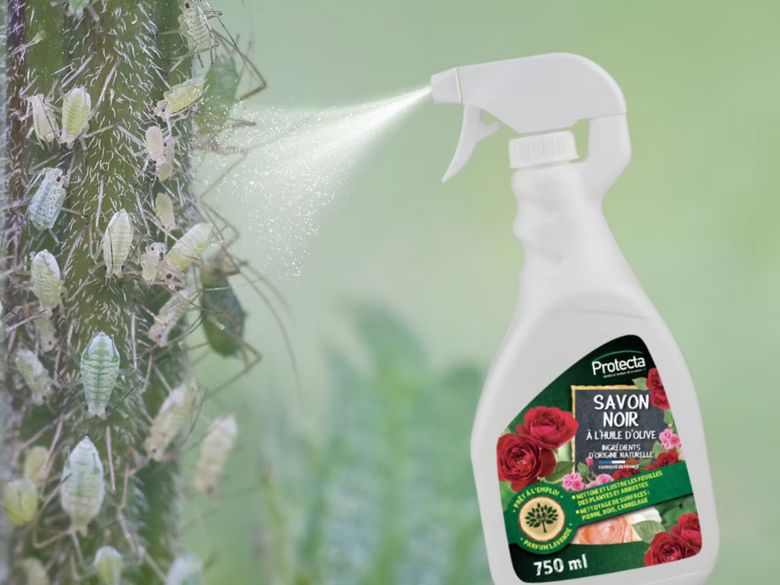 Pucerons : Comment protéger vos fleurs et légumes efficacement