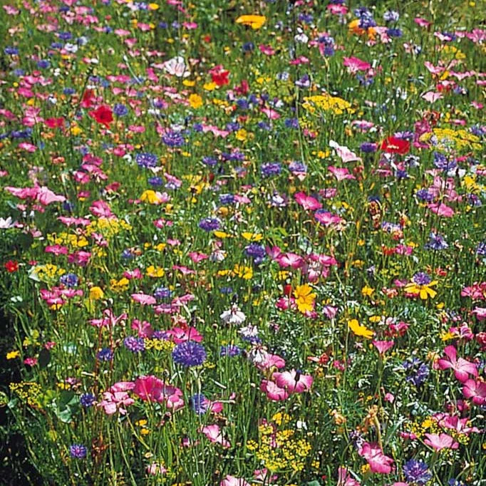Graines de fleurs champêtres en mélange - sachet de 10 grammes