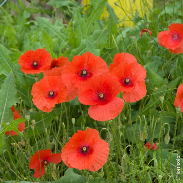 Graines de coquelicot simple rouge - sachet de 0.5 gramme
