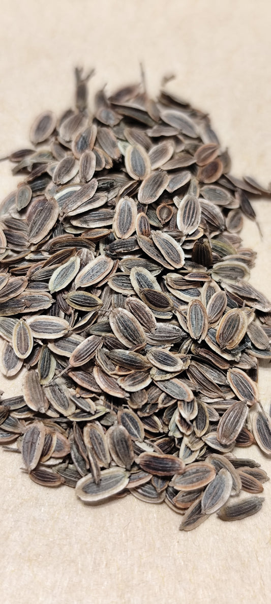 Graines d'Aneth officinale - sachet de 1 gramme