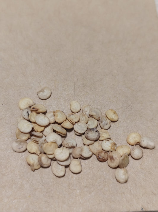 Graines d'aubergine violette de Barbentane - sachet de 0.20 grammes