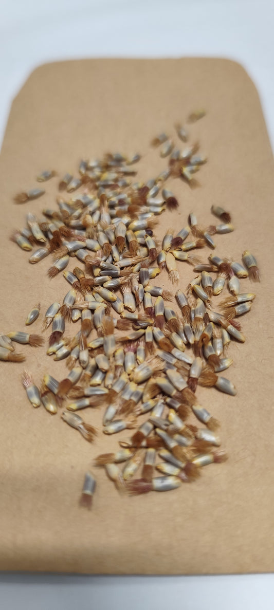 Graines de centaurée Bleuet Blue boy - sachet de 1 gramme