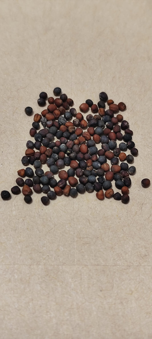 Graines de chou brocoli calabrais- sachet de 0.5 gramme