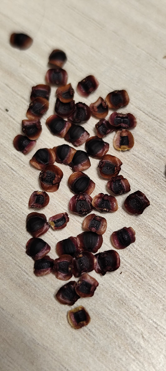 Graines de coréopsis ou oeil de jeune fille - sachet de 0.5 gramme