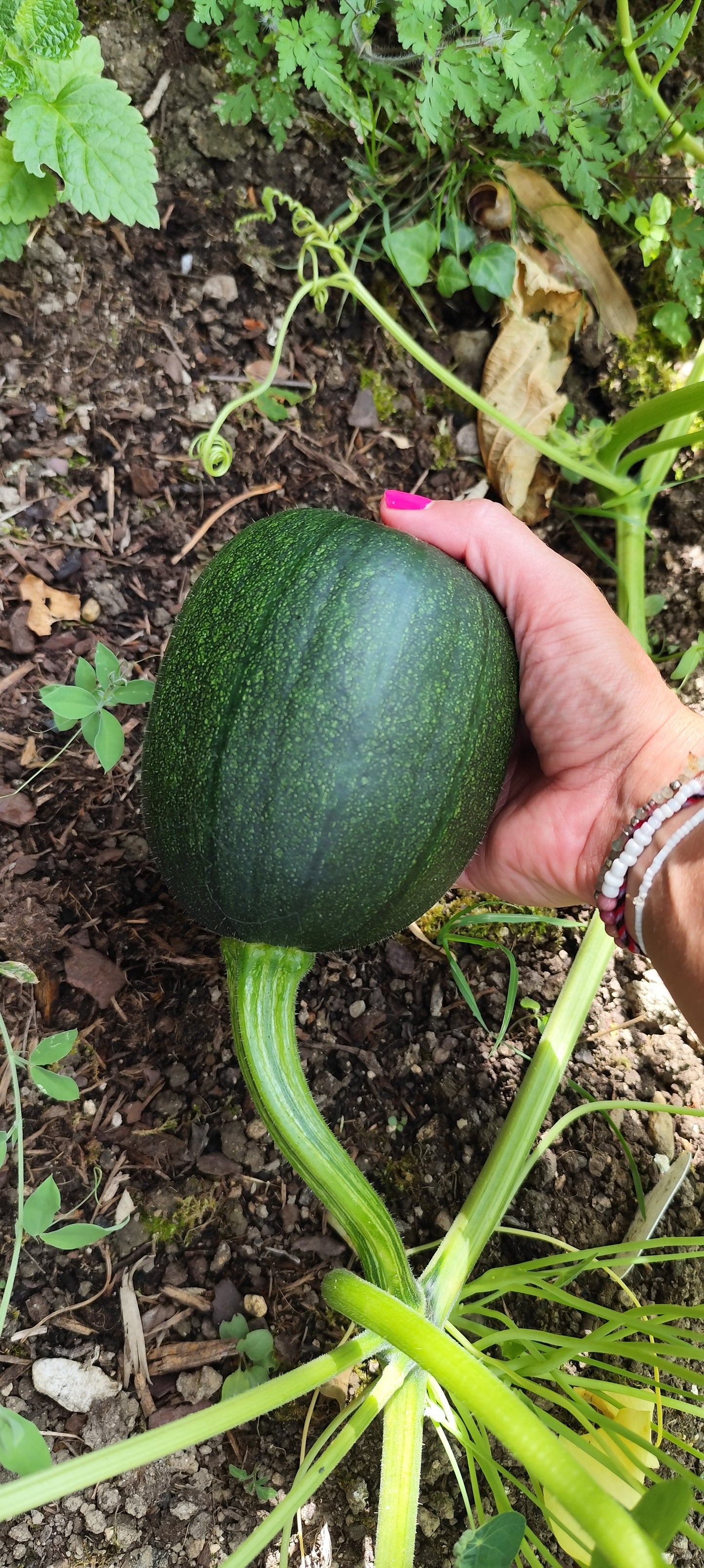 Graines de courgette de Nice BIO à fruit rond - sachet de 5 grammes