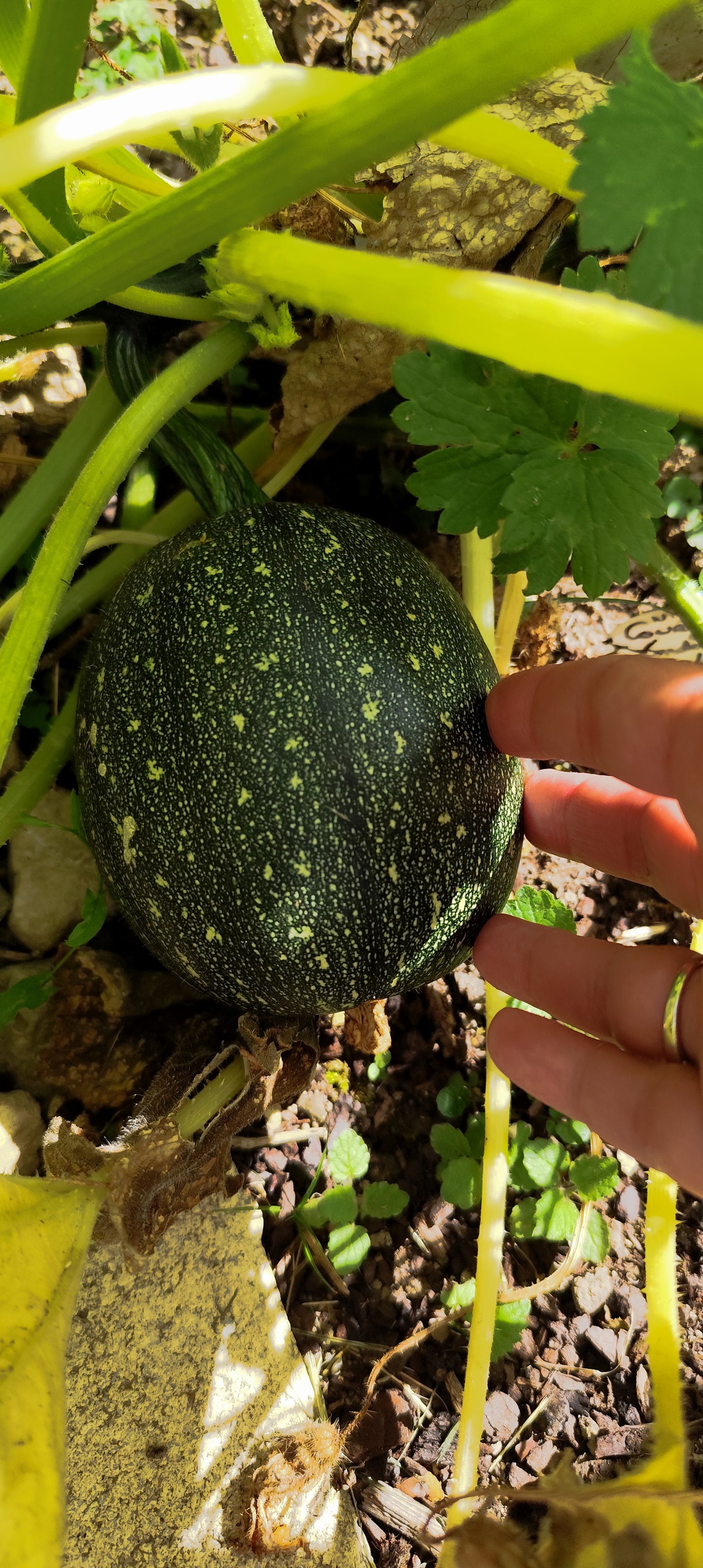 Graines de courgette de Nice BIO à fruit rond - sachet de 5 grammes