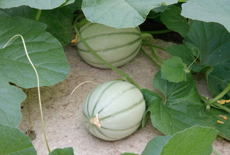 Graines de melon Charentais super précoce du Roc - sachet de 1 gramme