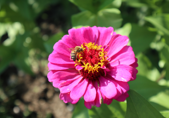 Graines de zinnia géant robusta à grande fleur en mélange - sachet de 0.5 gramme