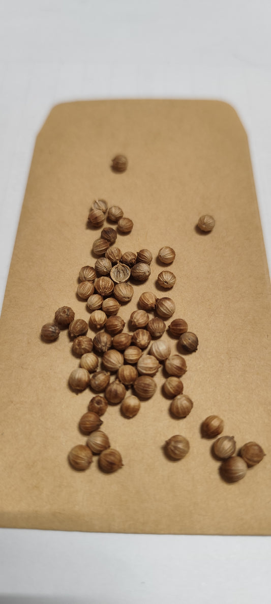 Graines de coriandre - sachet de 1 gramme