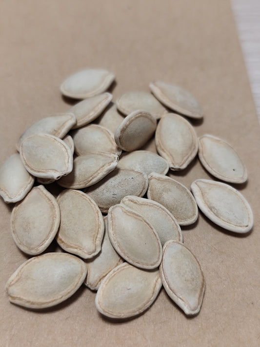 Graines de courgette verte des maraîchers - sachet de 3 grammes