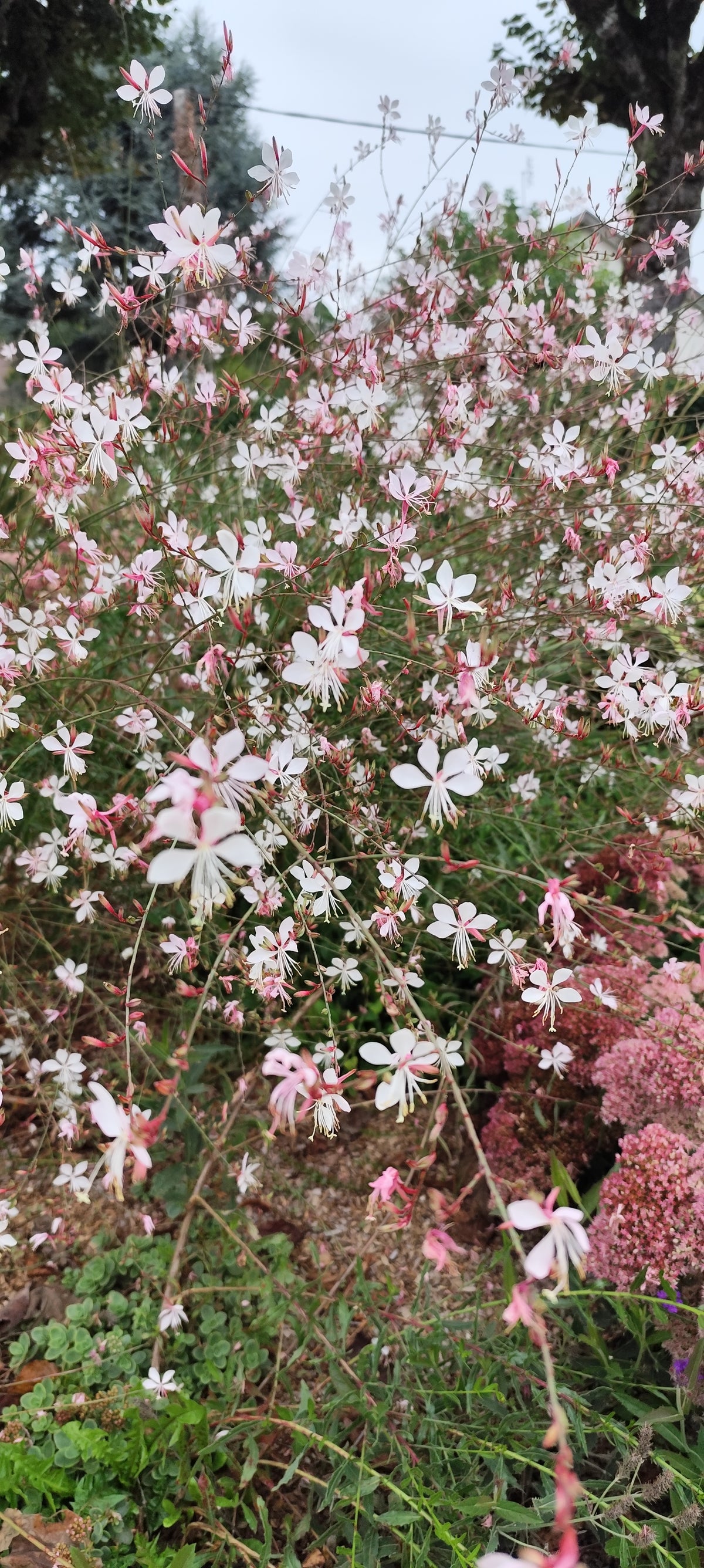 Graines de Gaura blanche au coeur rose - sachet de 1 gramme