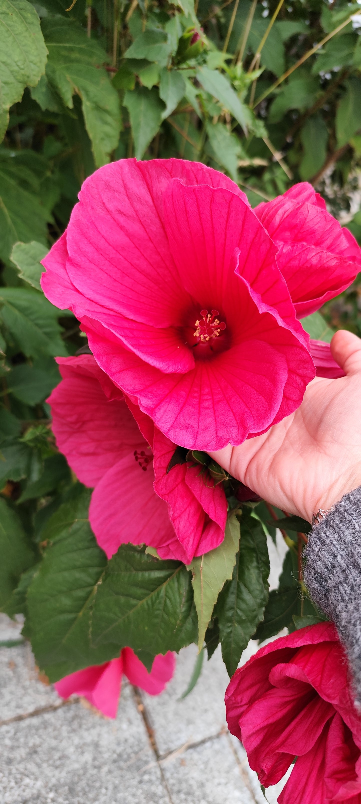 Graines d'HIBISCUS MOSCHEUTOS OU HIBISCUS DES MARAIS rose foncé - sachet de 0.15 grammes (environ 20 graines)