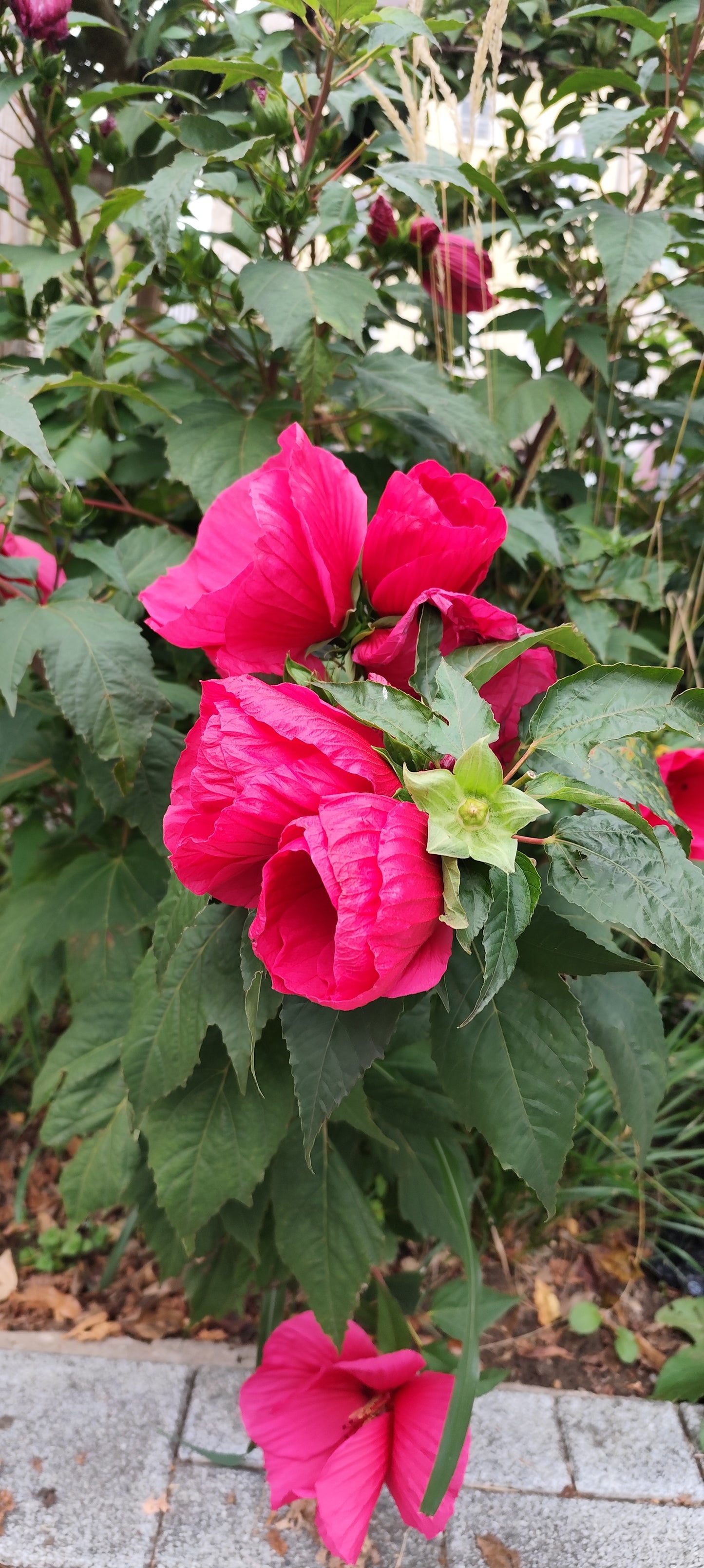 Graines d'HIBISCUS MOSCHEUTOS OU HIBISCUS DES MARAIS rose foncé - sachet de 0.15 grammes (environ 20 graines)