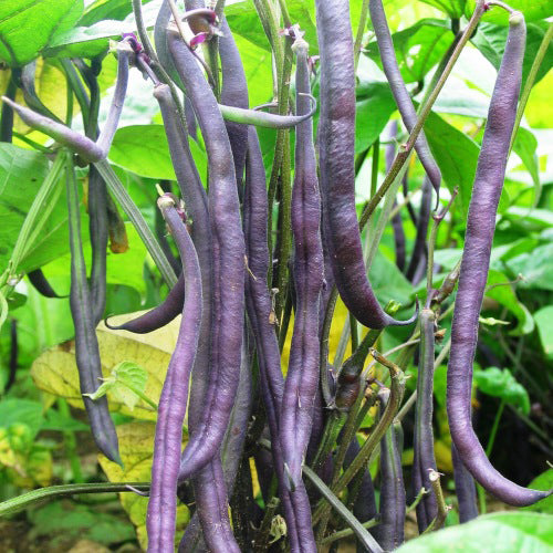 Graines de haricot vert nain violet PURPLE GREEN - sachet de 20 grammes