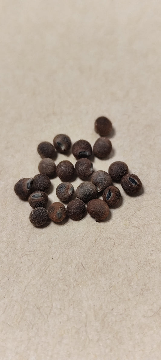 Graines d'HIBISCUS MOSCHEUTOS OU HIBISCUS DES MARAIS rose foncé - sachet de 0.15 grammes (environ 20 graines)