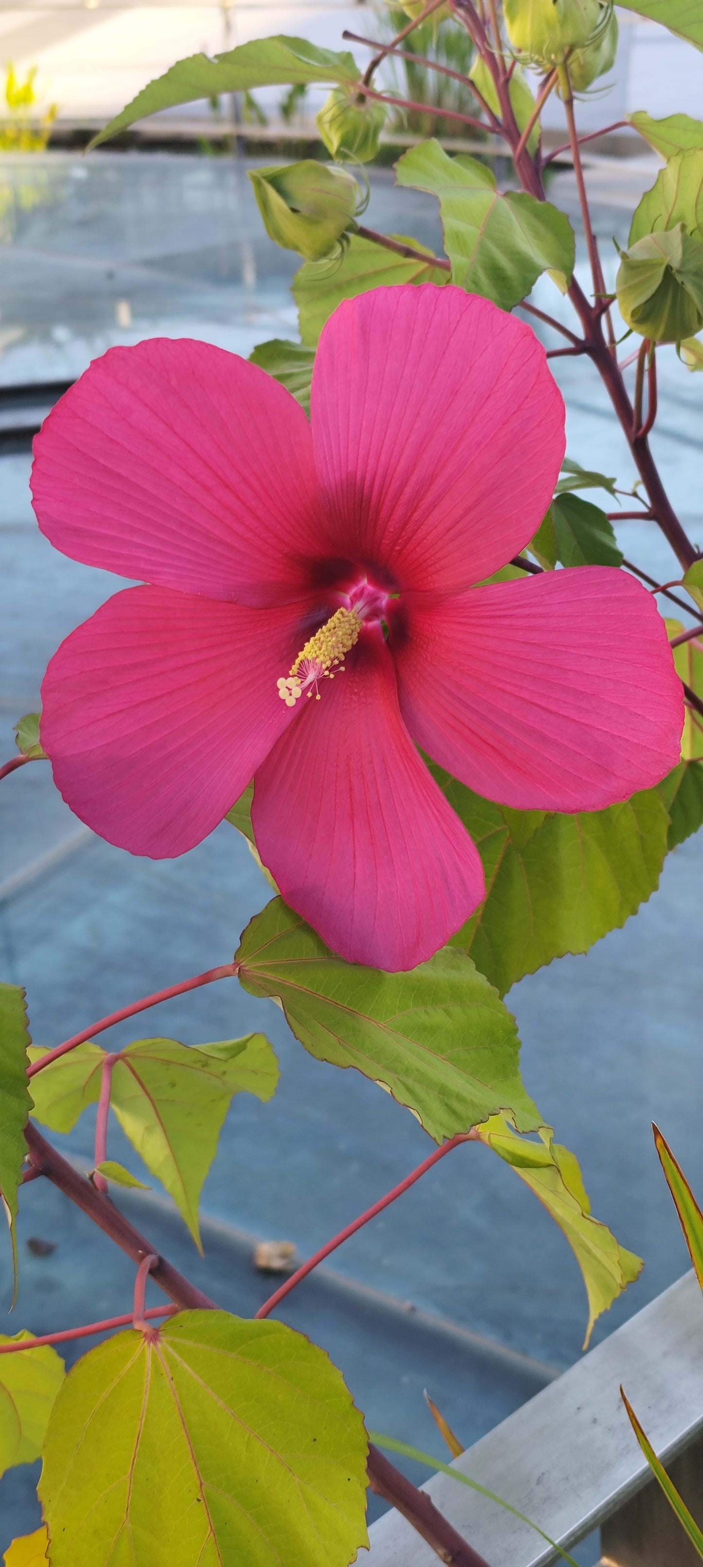 Graines d'HIBISCUS MOSCHEUTOS OU HIBISCUS DES MARAIS rose foncé - sachet de 0.15 grammes (environ 20 graines)