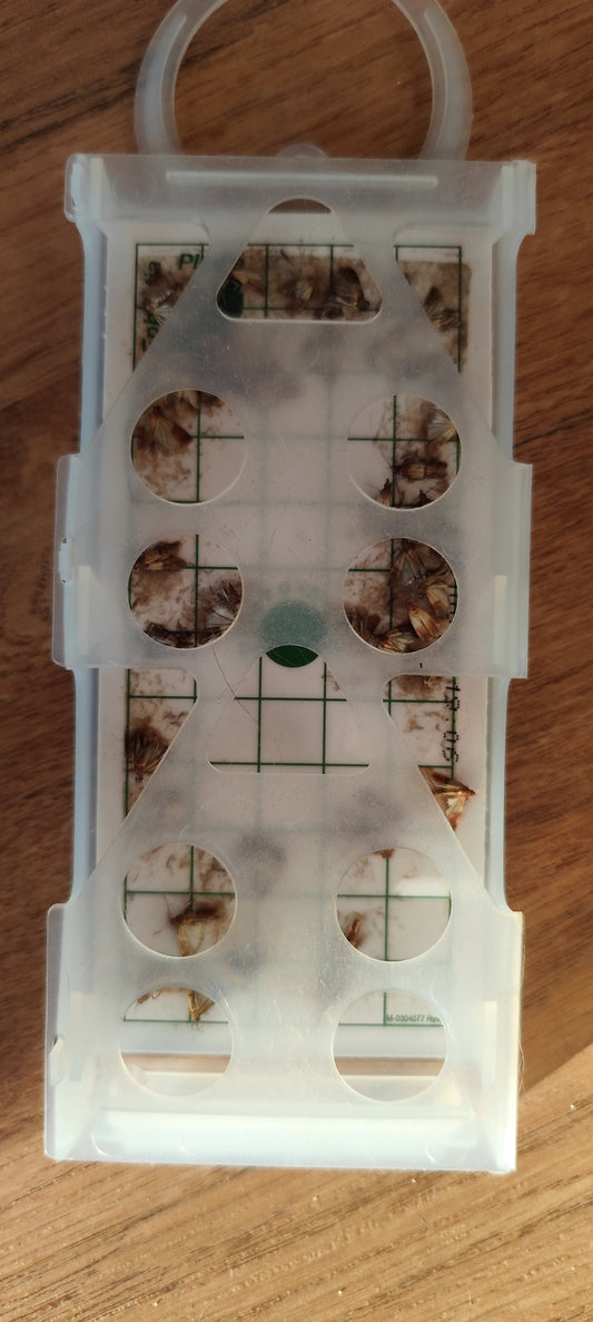 Piège pour mites vestimentaires : 1 boitier à suspendre + 2 plaquettes attractives engluées