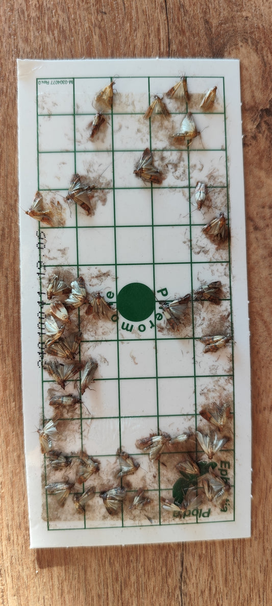 Recharge 2 plaquettes attractives engluées pour piège à mites alimentaires