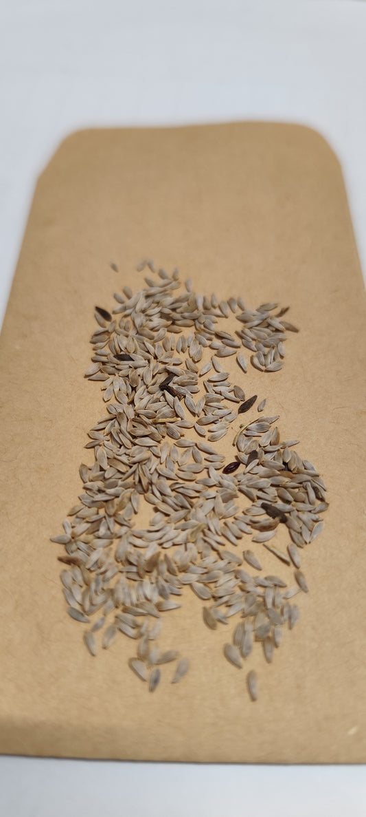 Graines de laitue à couper pommée gotte d'or - sachet de 1 gramme