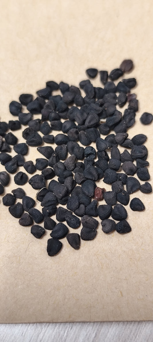 Graines de Nielle des blés - sachet de 2.5 grammes