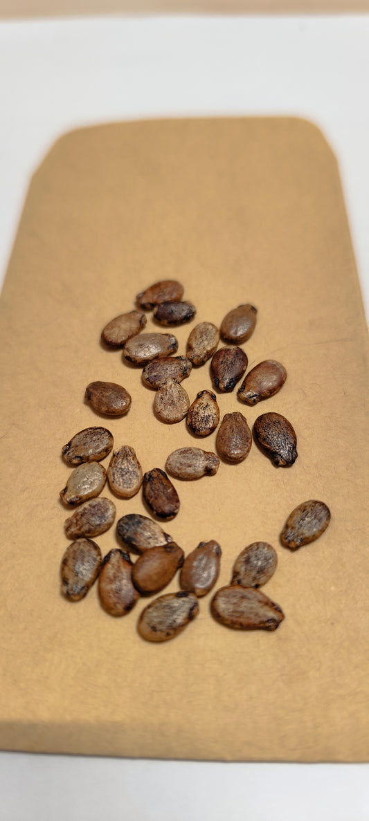 Graines de pastèque sugar baby - sachet de 1 gramme