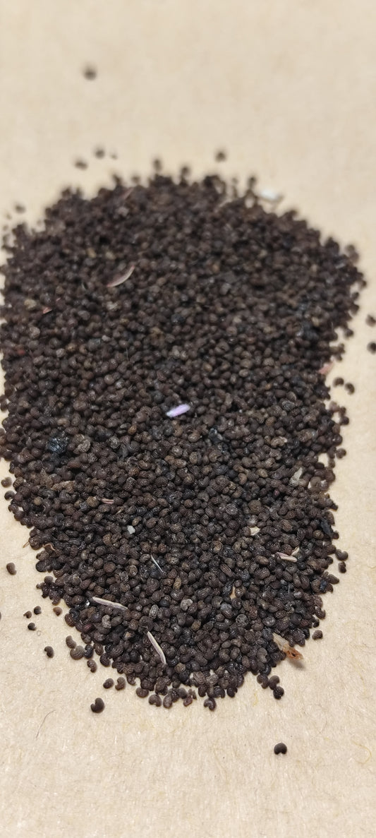 Graines de pavot d'Orient rouge - sachet de 1 gramme