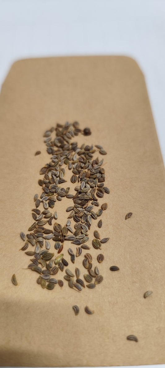 Graines de persil plat commun - sachet de 0.5 gramme