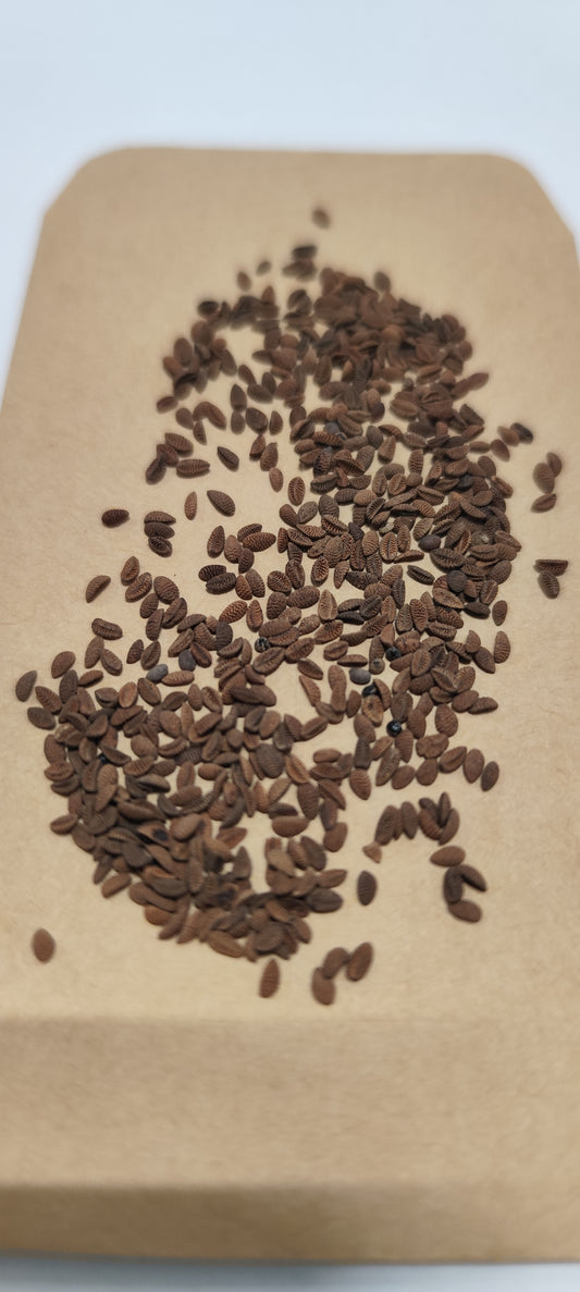 Graines de Phacélie engrais vert - sachet de 1 gramme