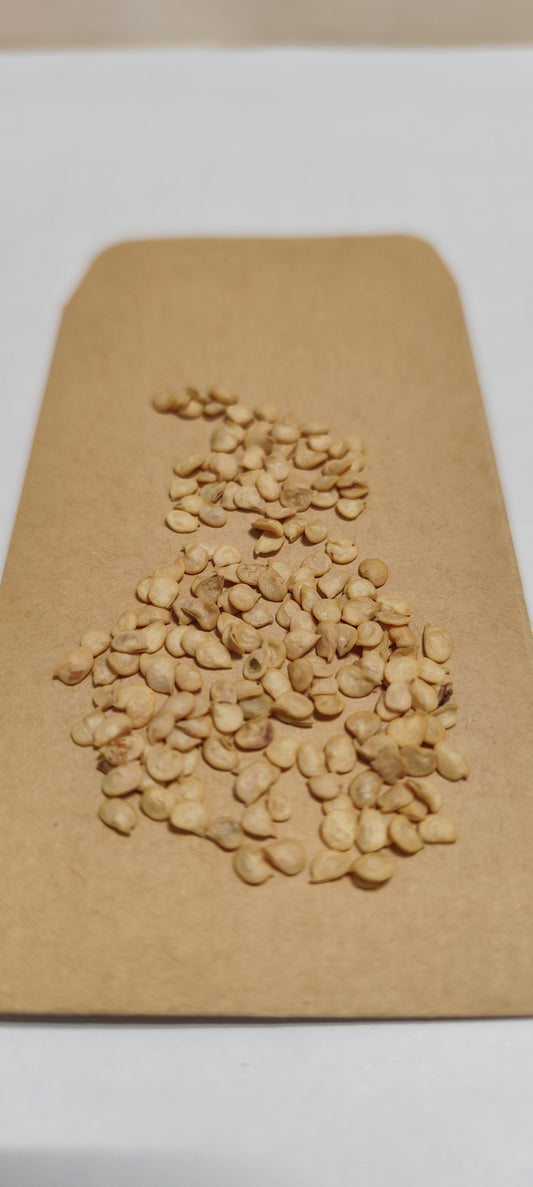 Graines de piment de Cayenne - sachet de 1 gramme