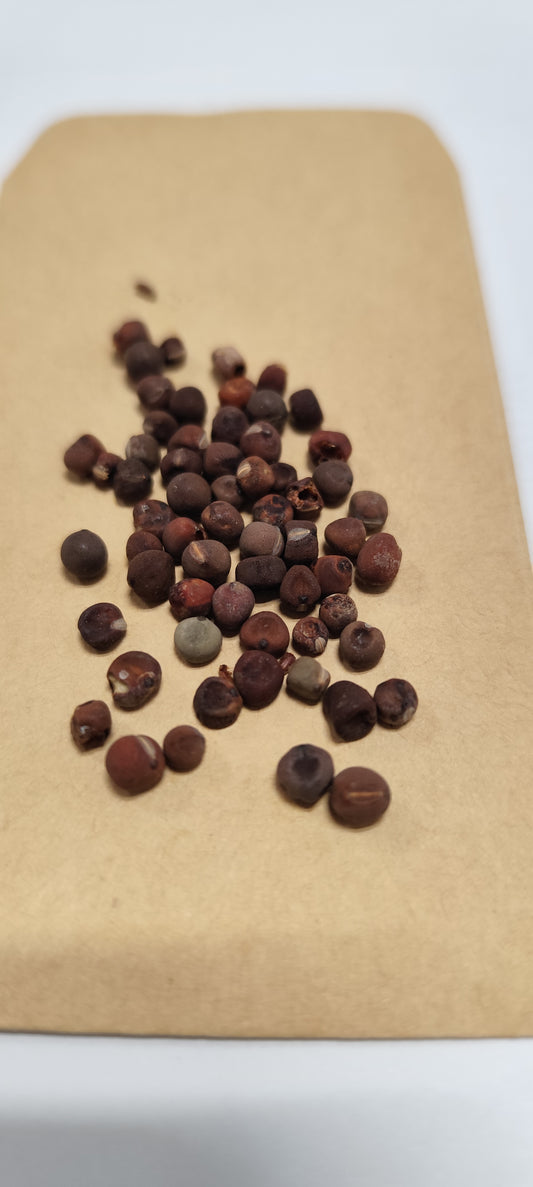 Graines de pois de senteur nain bijou varié - sachet de 2 grammes