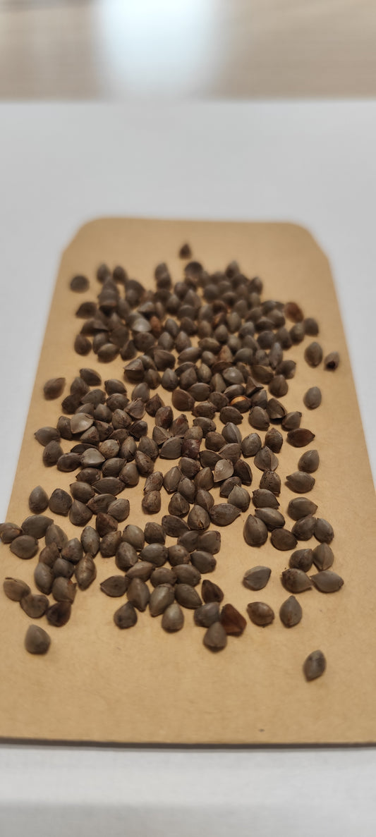 Graines de sarrasin pour parterre fleuri ou consommation - sachet de 5 grammes