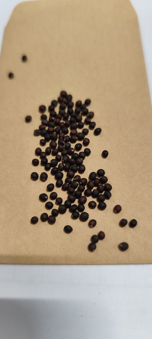 Graines de sauge officinale - sachet de 1 gramme