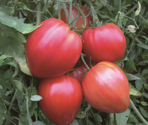 Graines de tomate coeur de boeuf cordiforme - sachet de 0.5 gramme
