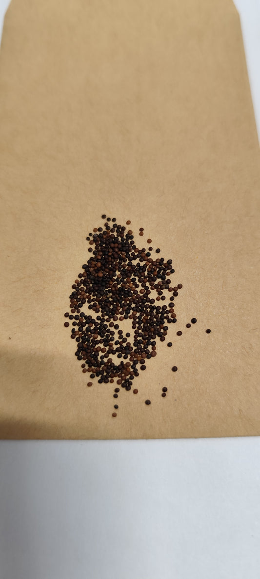 Graines de thym d'hiver - sachet de 1 gramme