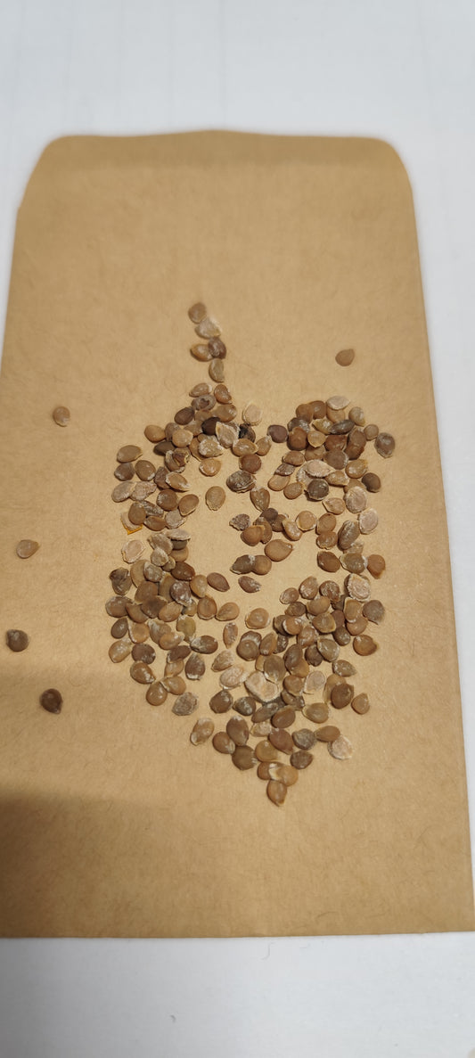 Graines de tomate Saint Pierre - sachet de 0.5 gramme