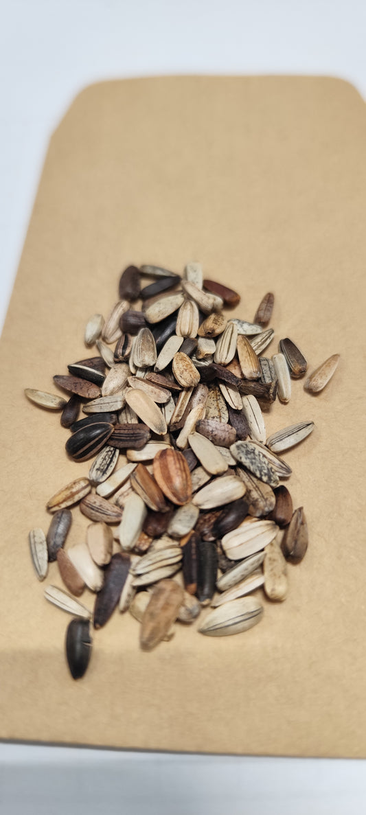 Graines de tournesol soleil simple beauté d'automne - sachet de 2 grammes