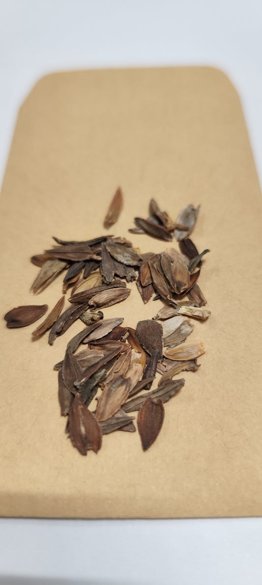 Graines de zinnia géant robusta à grande fleur en mélange - sachet de 0.5 gramme