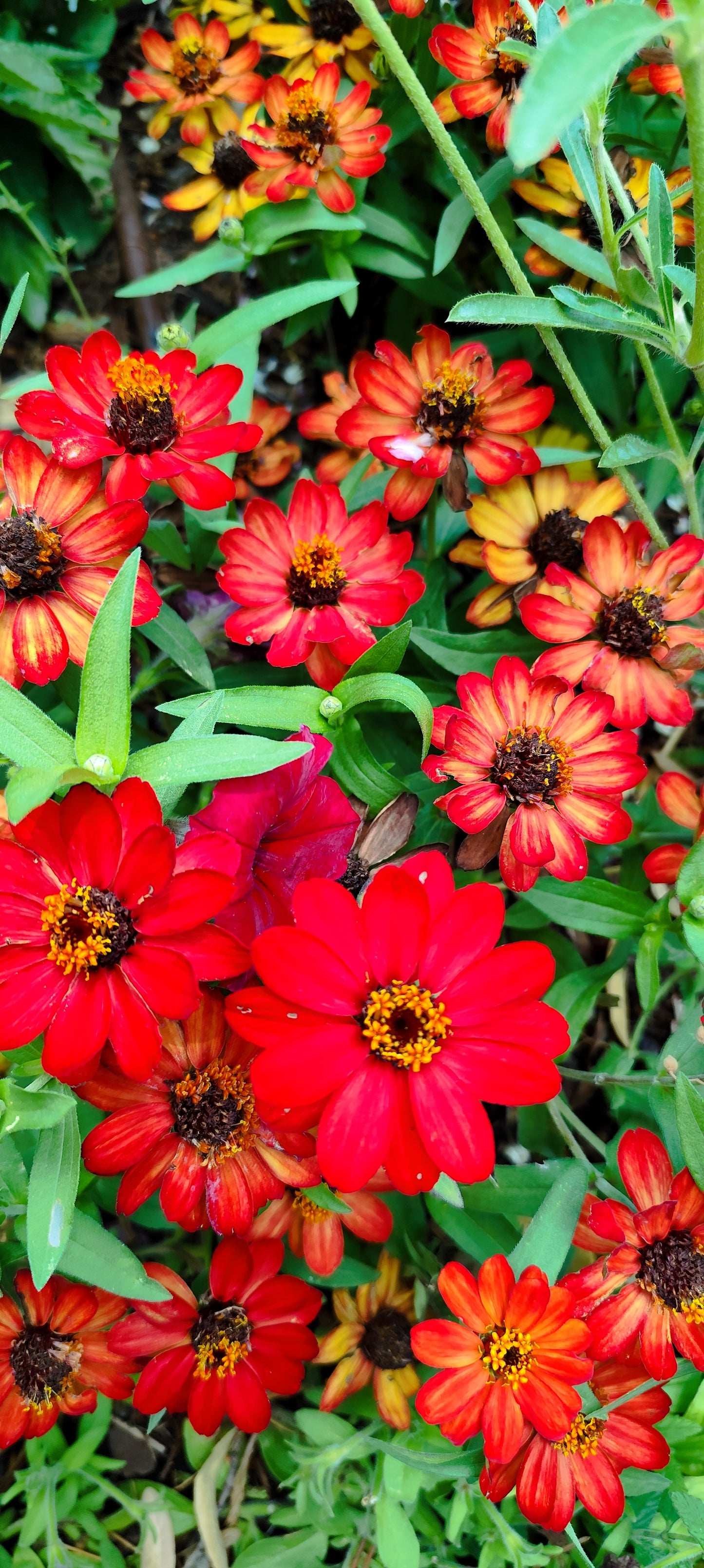 Graines de zinnia géant robusta à grande fleur en mélange - sachet de 0.5 gramme