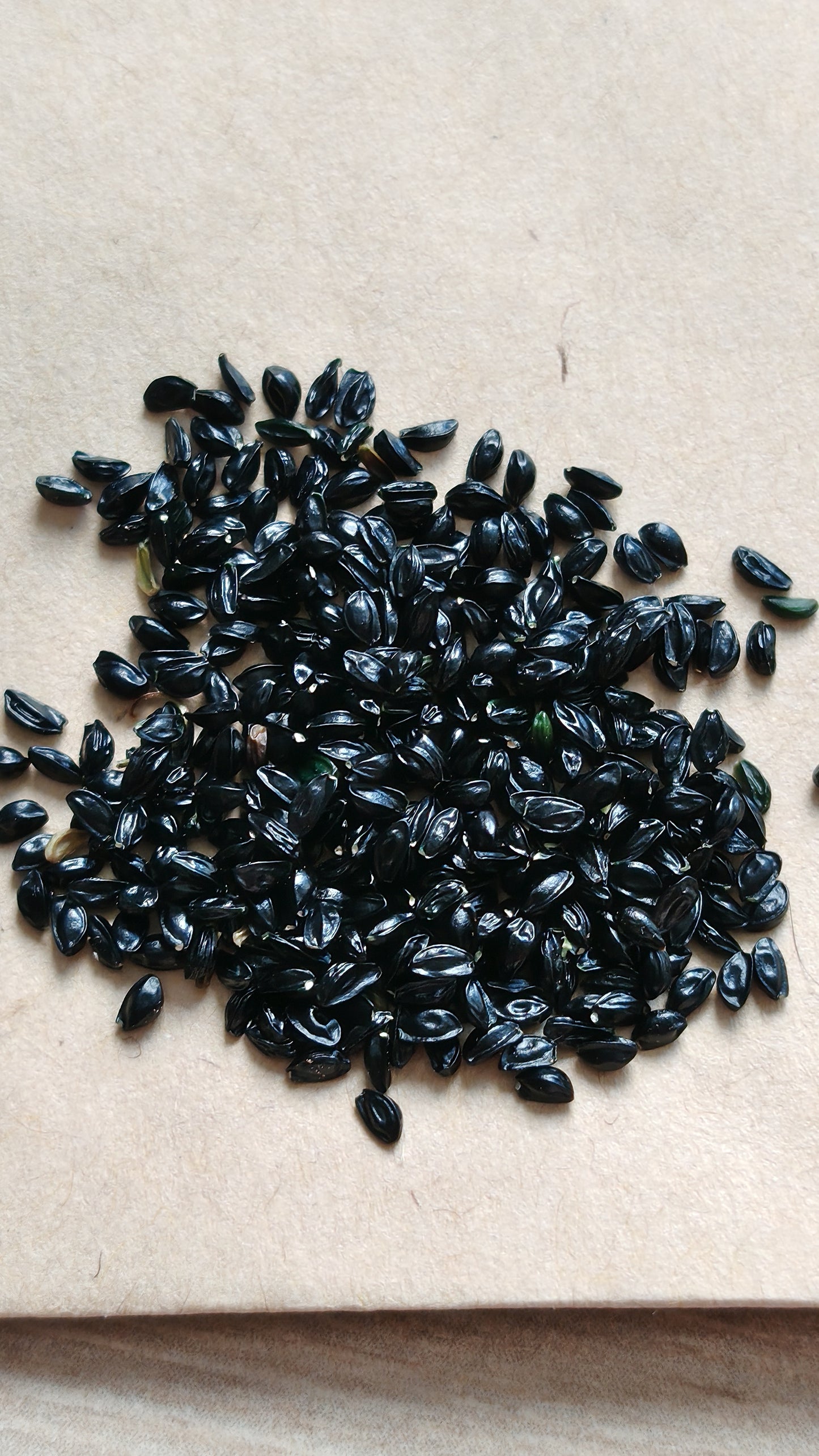 Graines d'Ancolie des jardins en mélange de couleurs - sachet de 0.5 grammes