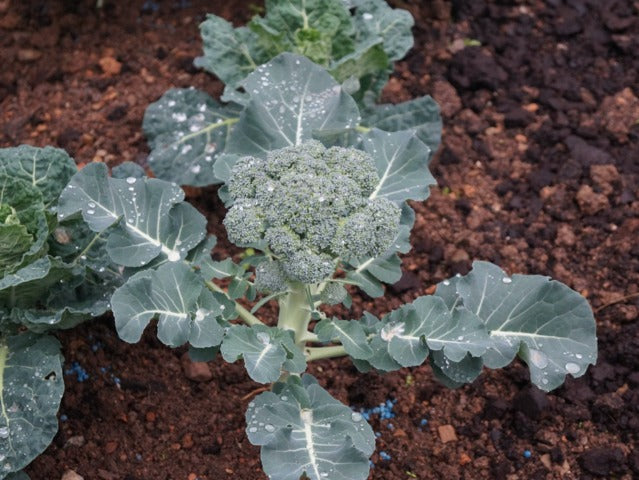 Graines de chou brocoli calabrais- sachet de 0.5 gramme