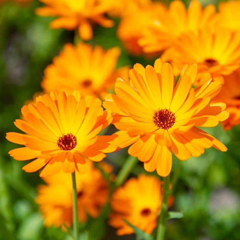 Graines de souci / Calendula officinale - sachet de 0.5 gramme
