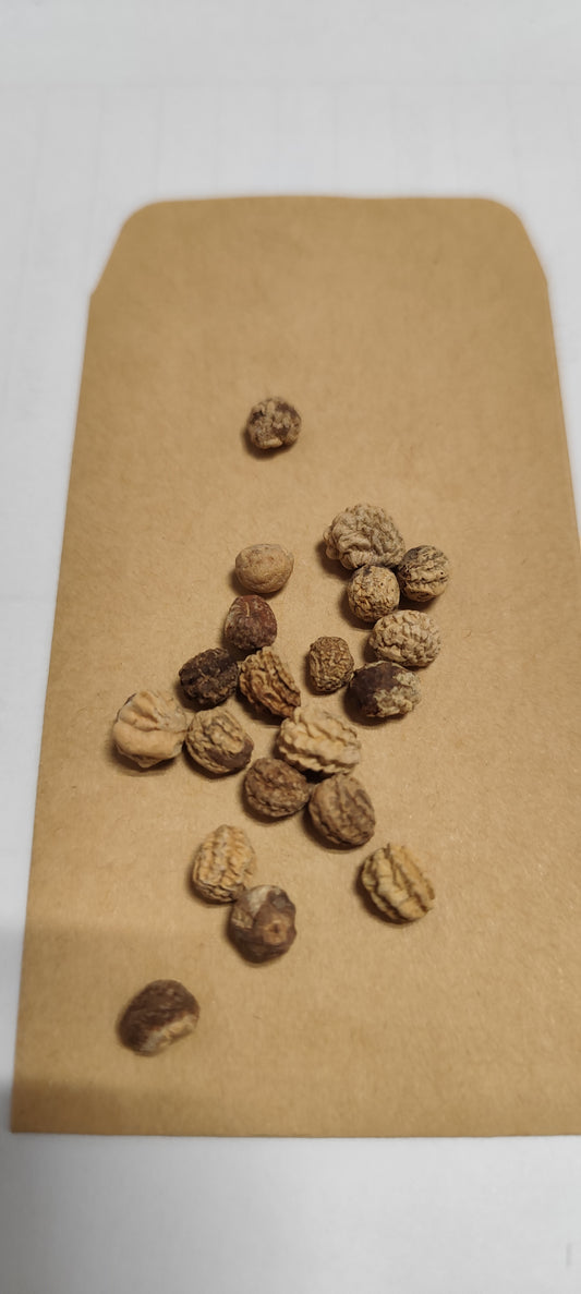 Graines de capucine naine Tom Pouce variée - sachet de 2.5 grammes