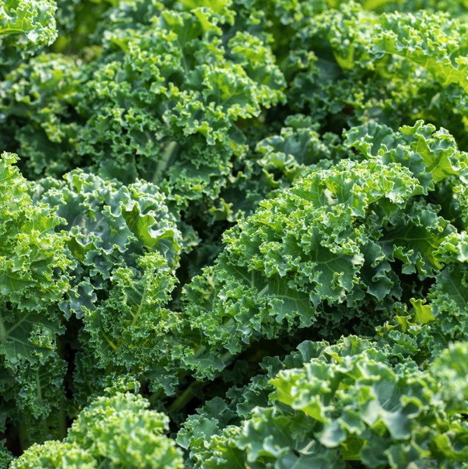 Graines de chou frisé demi-nain ou chou Kale - sachet de 1 gramme