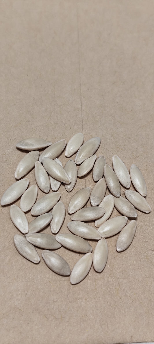 Graines de cornichon vert petit de Paris - sachet de 1 gramme