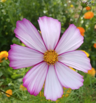 Graines de cosmos sensation précoce en mélange - sachet de 1 gramme