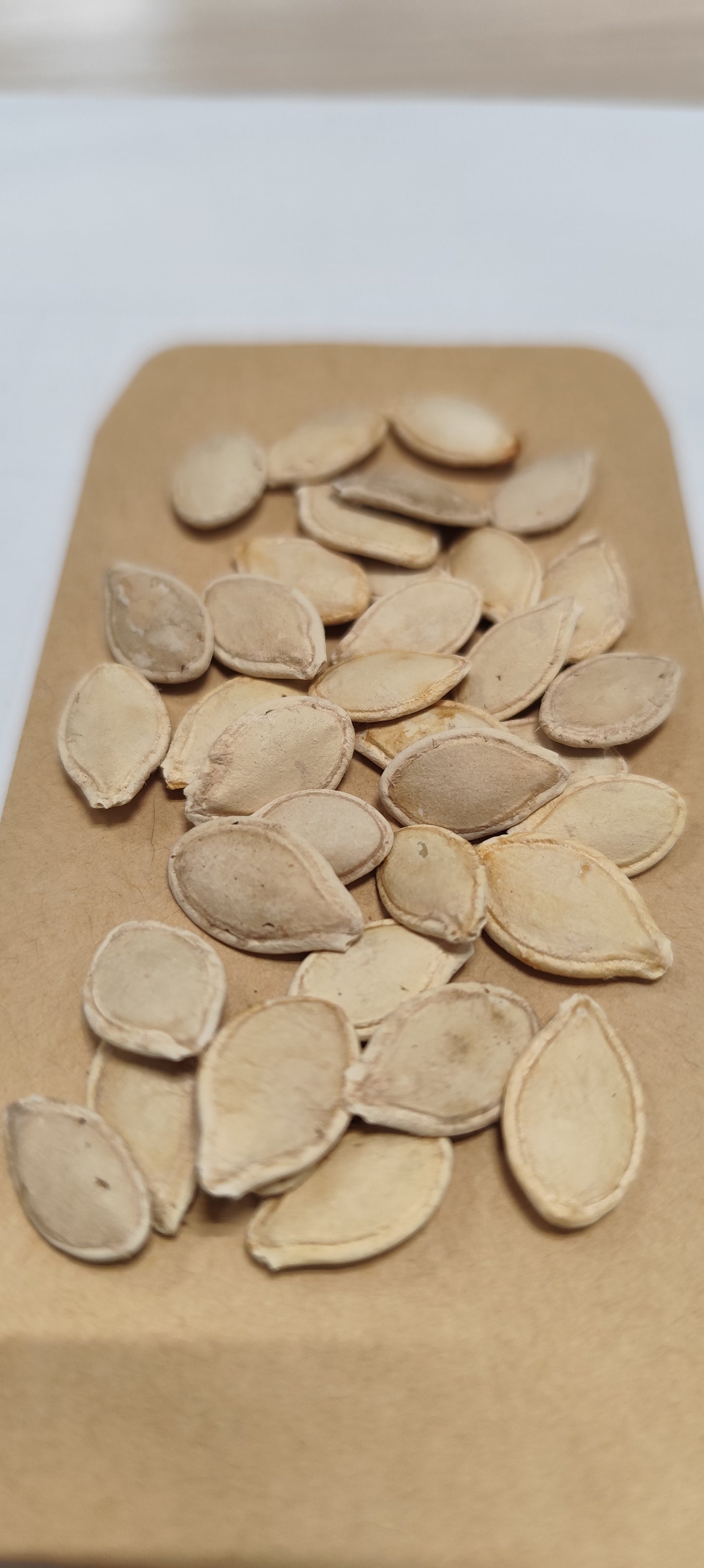 Graines de courge spaghetti BIO - sachet de 5 grammes