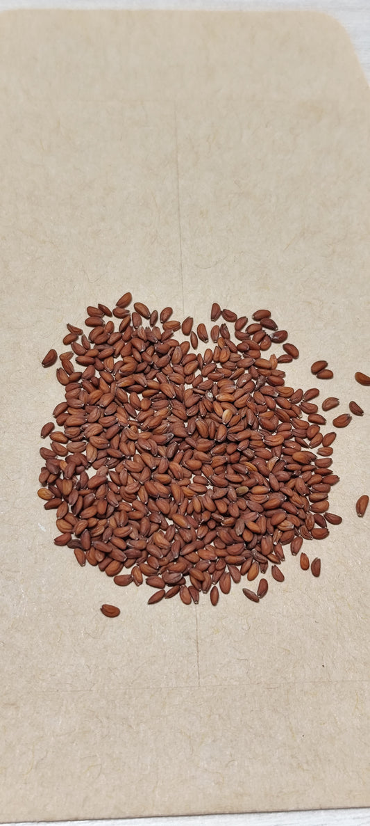 Graines de cresson Alénois - sachet de 1 gramme